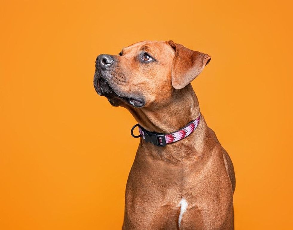 Studio shot of a cute dog on an isolated background.