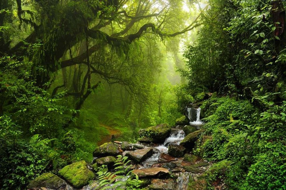 Subtropical forest in nepal.