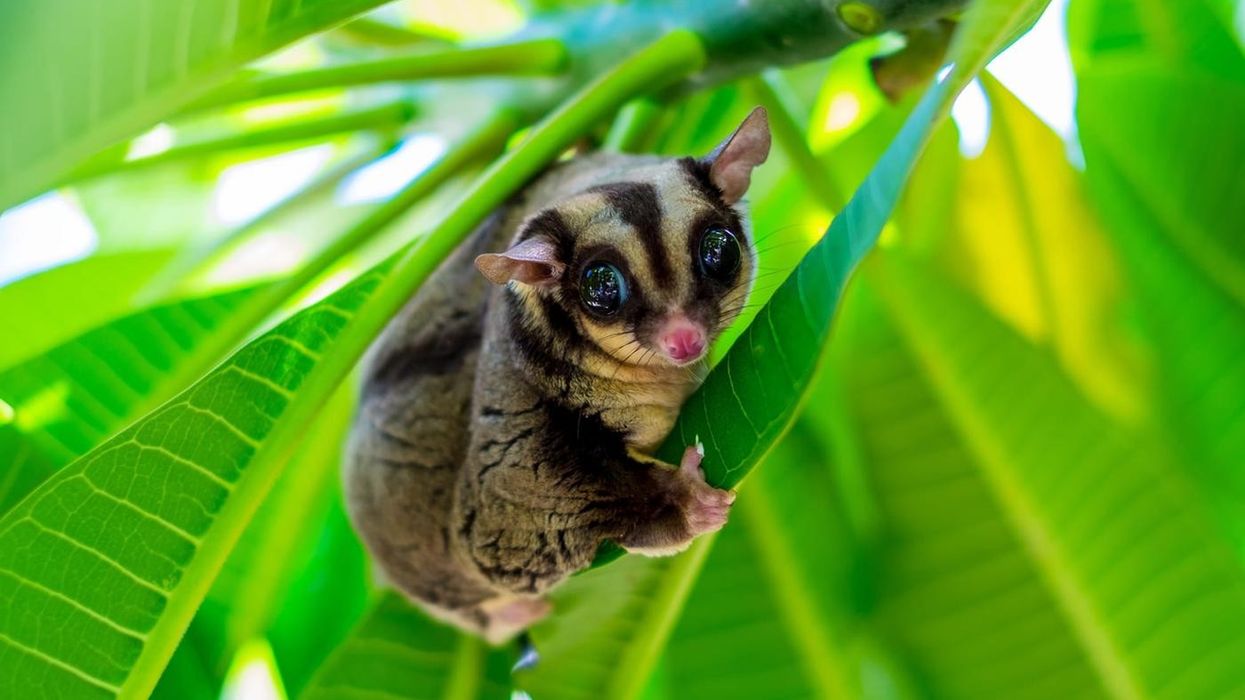 Sugar glider facts are very interesting