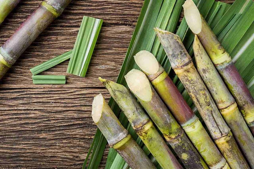 Sugarcane is a tall perennial grass