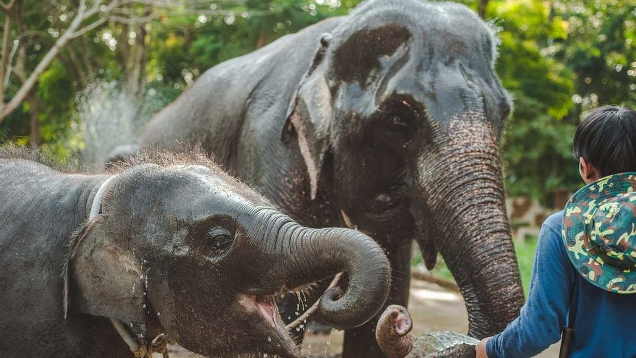 Sumatran elephant facts are fun to know
