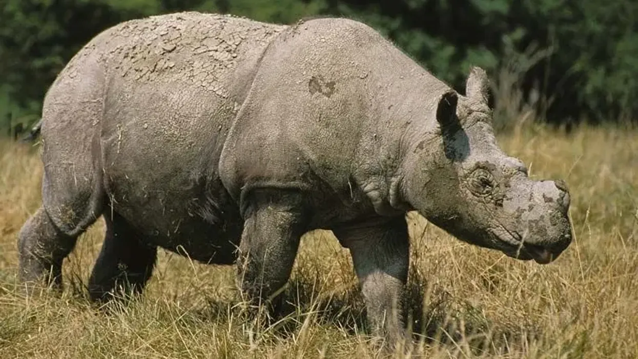 Sumatran rhinoceros facts will encourage kids to learn about these critically endangered species