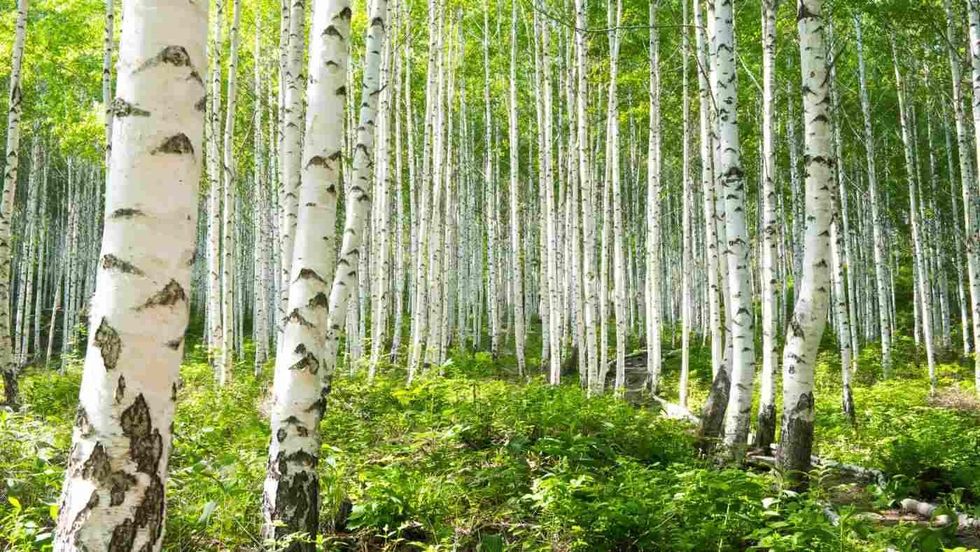 Summer birch forests