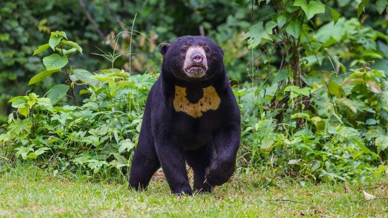 Sun bear facts are highly informative.
