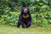 Sun bear facts are highly informative.