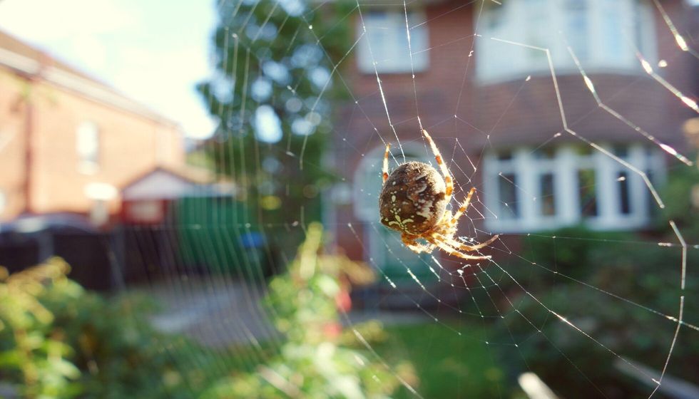 Sun light shining on brown orb spider on wide cobweb indoor.