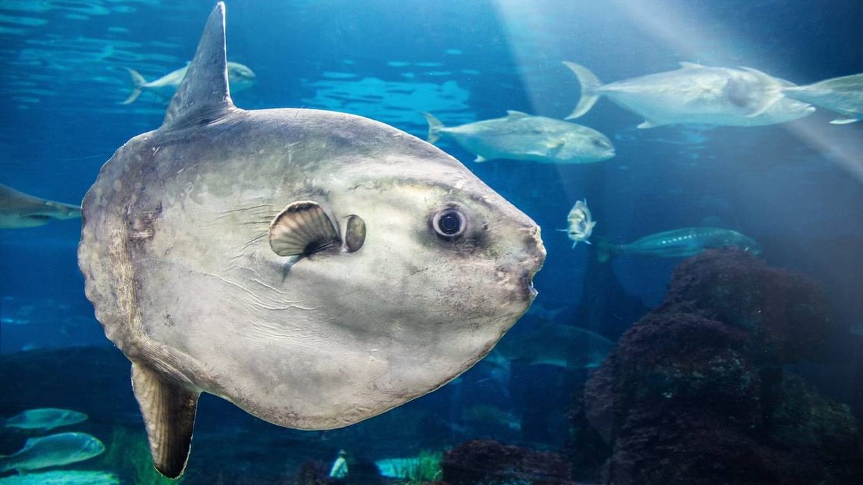 Sunfish facts about the deep sea marine animal species