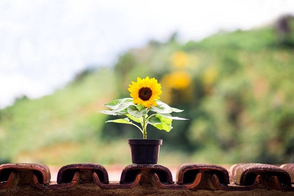 Sunflower in a flower pot.