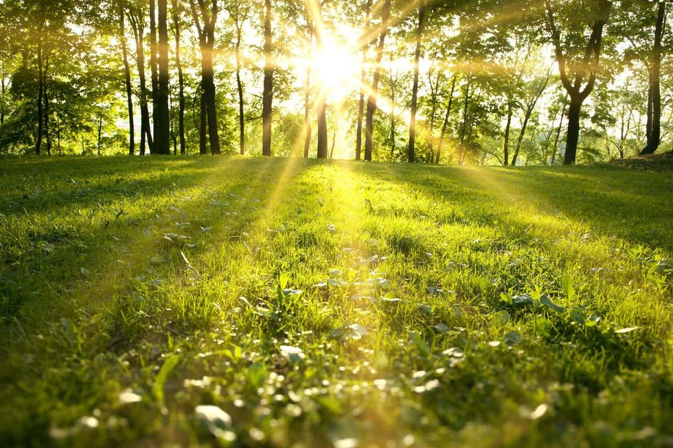 Sunlight in the green forest