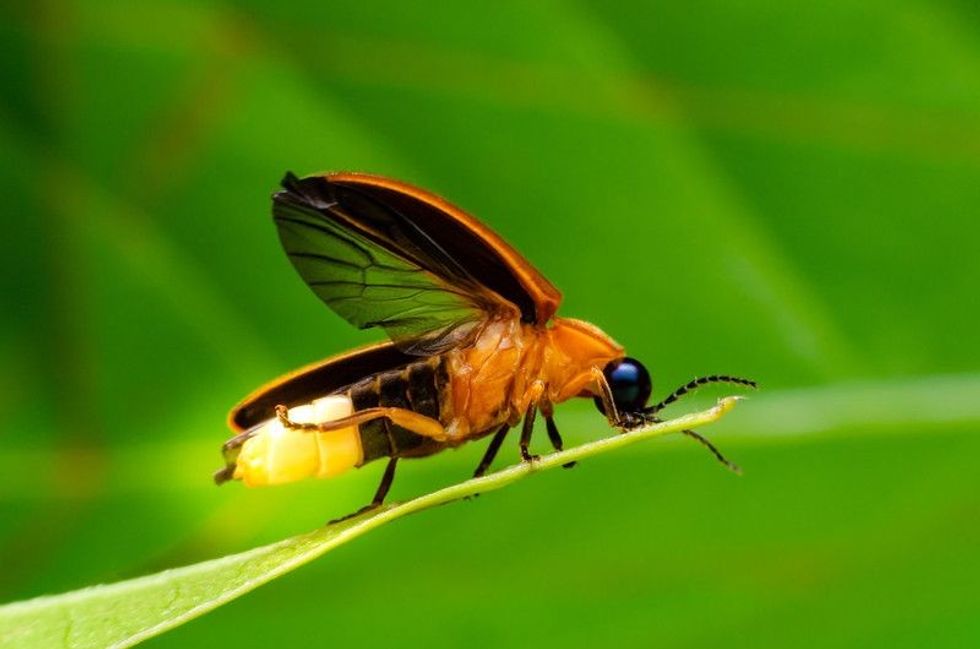 Super macro close up of firefly.
