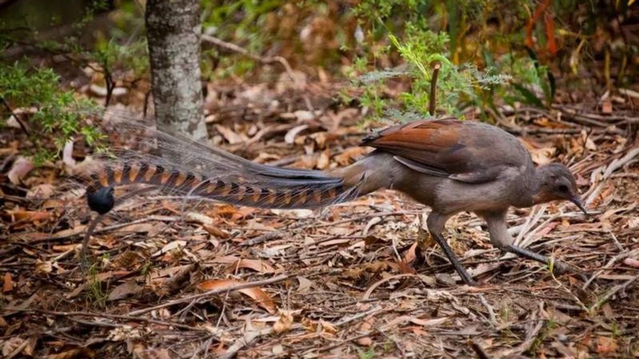 Superb lyrebird facts: the male of the species has a distinctive lyre-shaped tail, which is used while dancing during mating season.