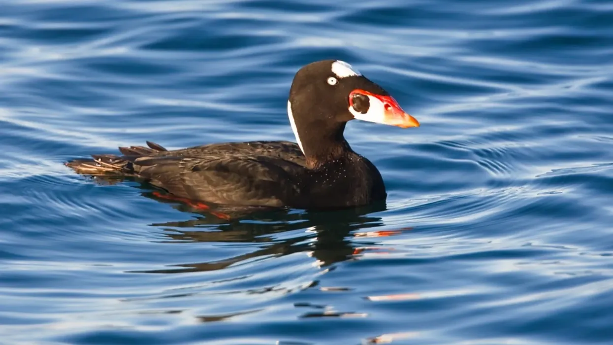 Surf scoter facts these are North American birds and part of the genus Melanitta that has three family members.