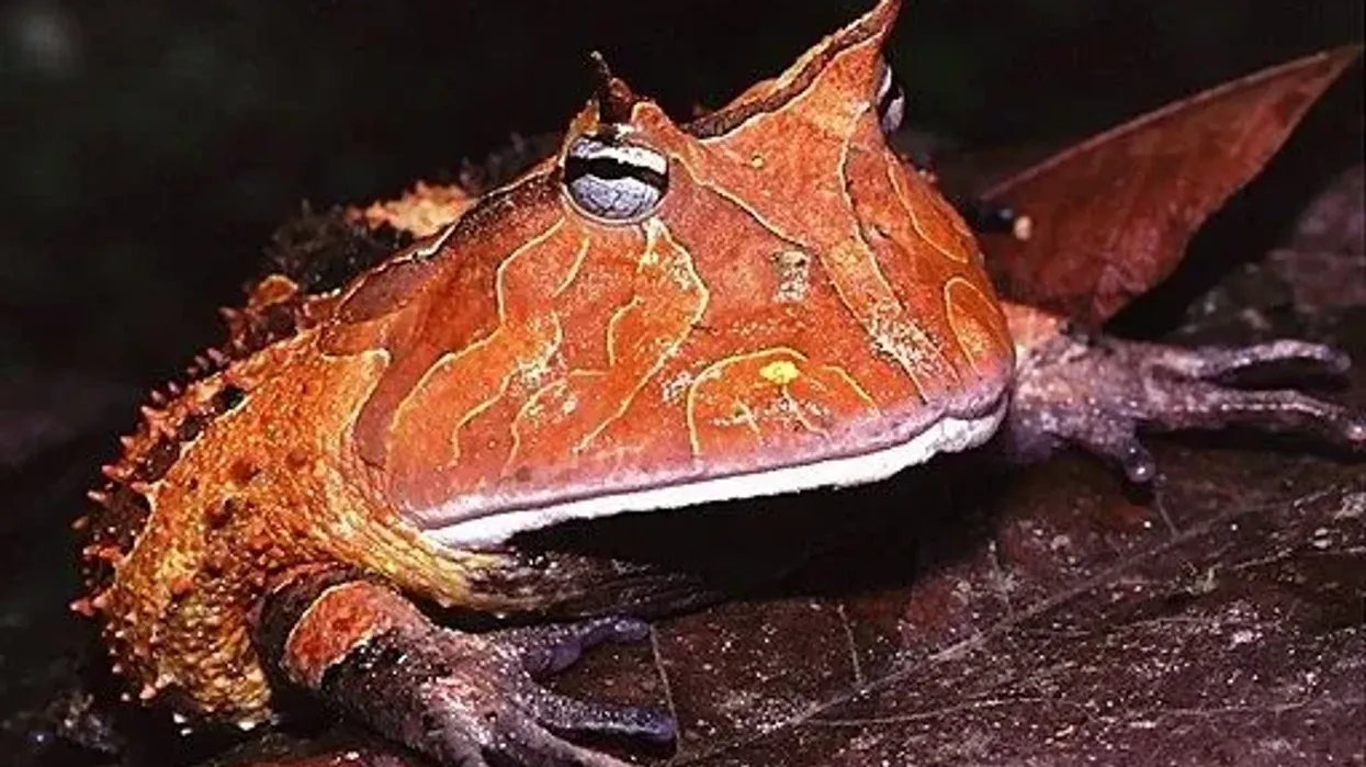 Surinam Horned Frog Fact File