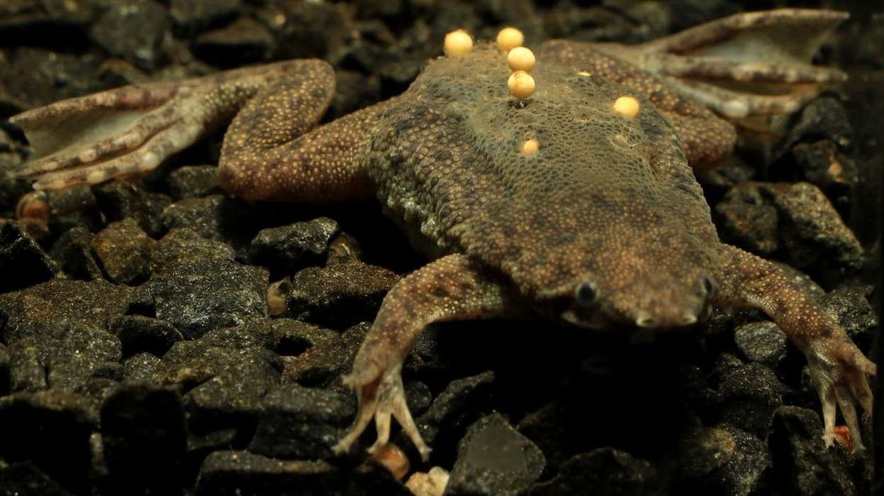 Surinam Toad facts are about an interesting kind of amphibian in South America.
