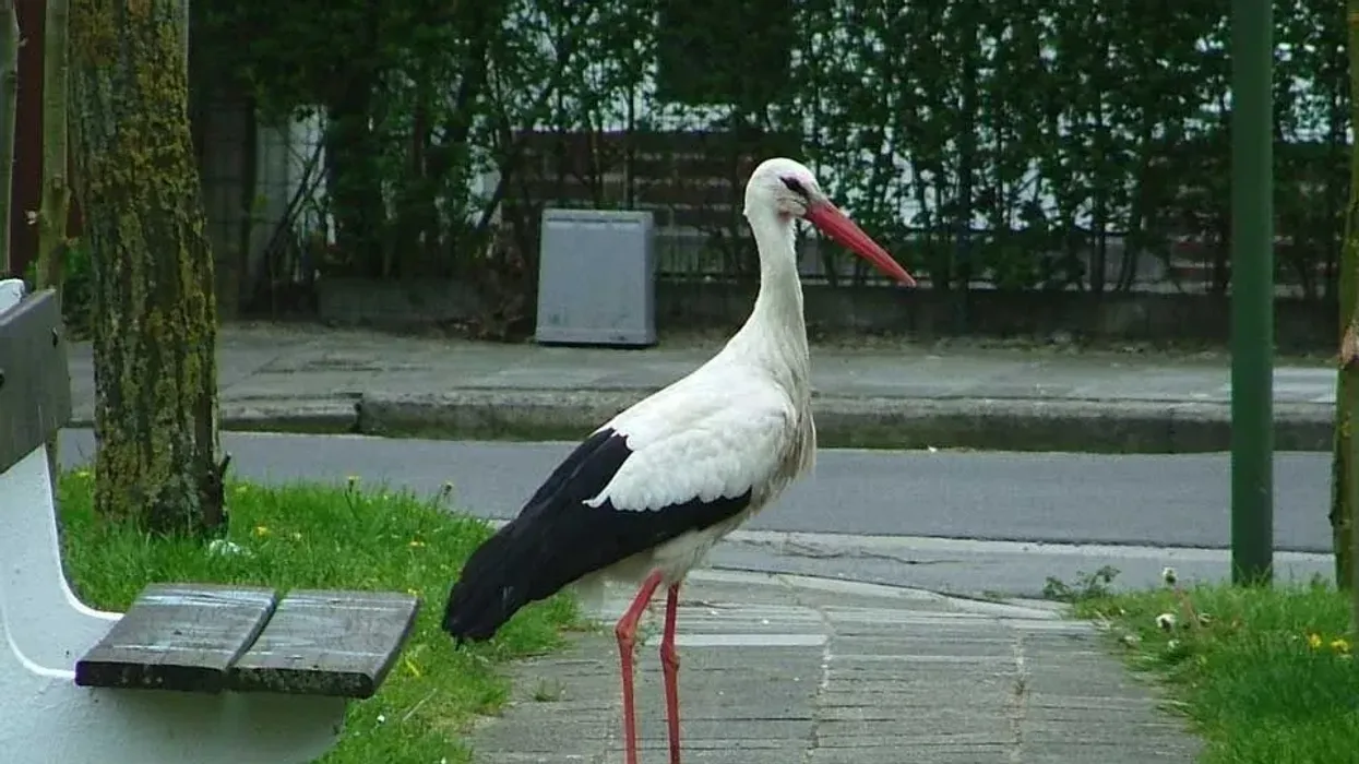 Surprise yourself with these white stork facts