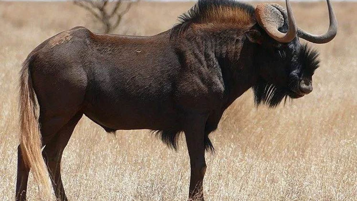 Surprising black wildebeest facts about the antelope from southern Africa.