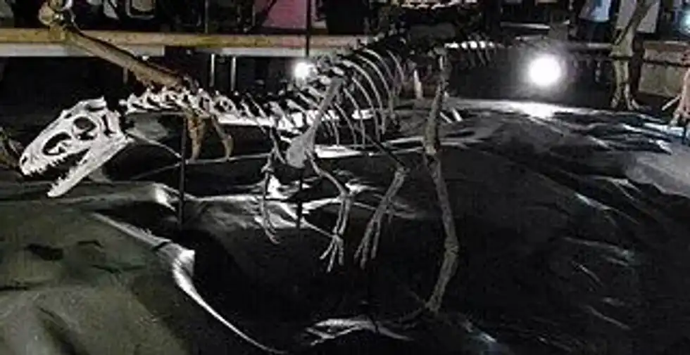 Suskityrannus facts are about the predatory tyrannosauroid of the Turonian stage.