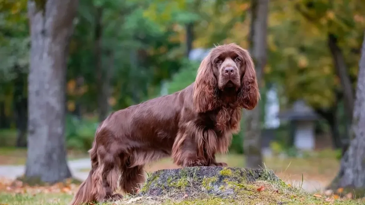 Sussex spaniel facts are very interesting for kids.