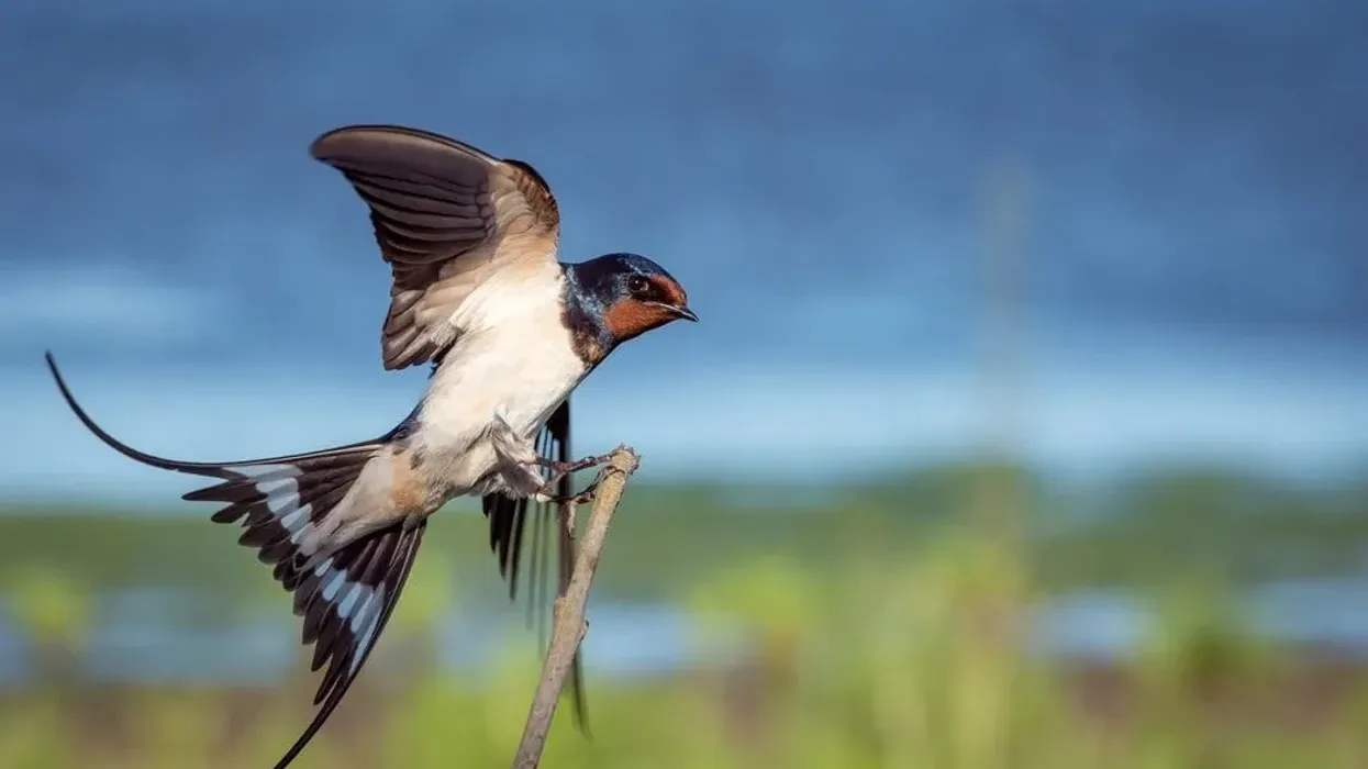 Swallow facts for kids to learn about this bird.