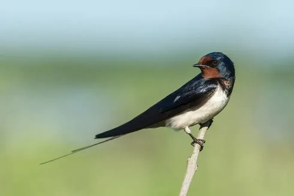 Swallows Depart From San Juan Capistrano Day celebrates the small birds who live in mud nests.