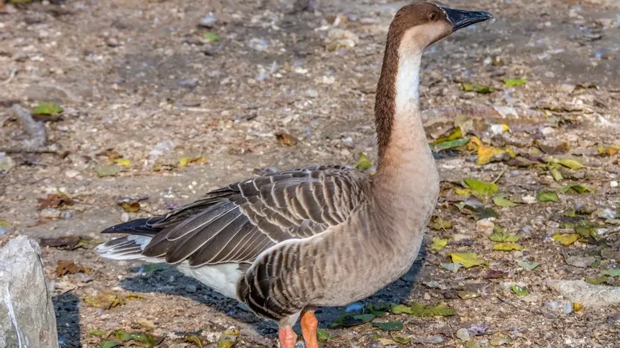 Swan goose facts give us an idea about this interesting species of bird.