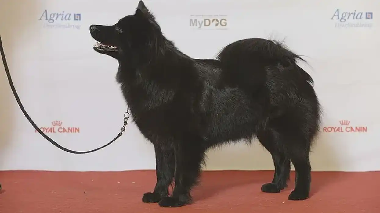 Swedish Lapphund facts, it is Sweden's national dog.