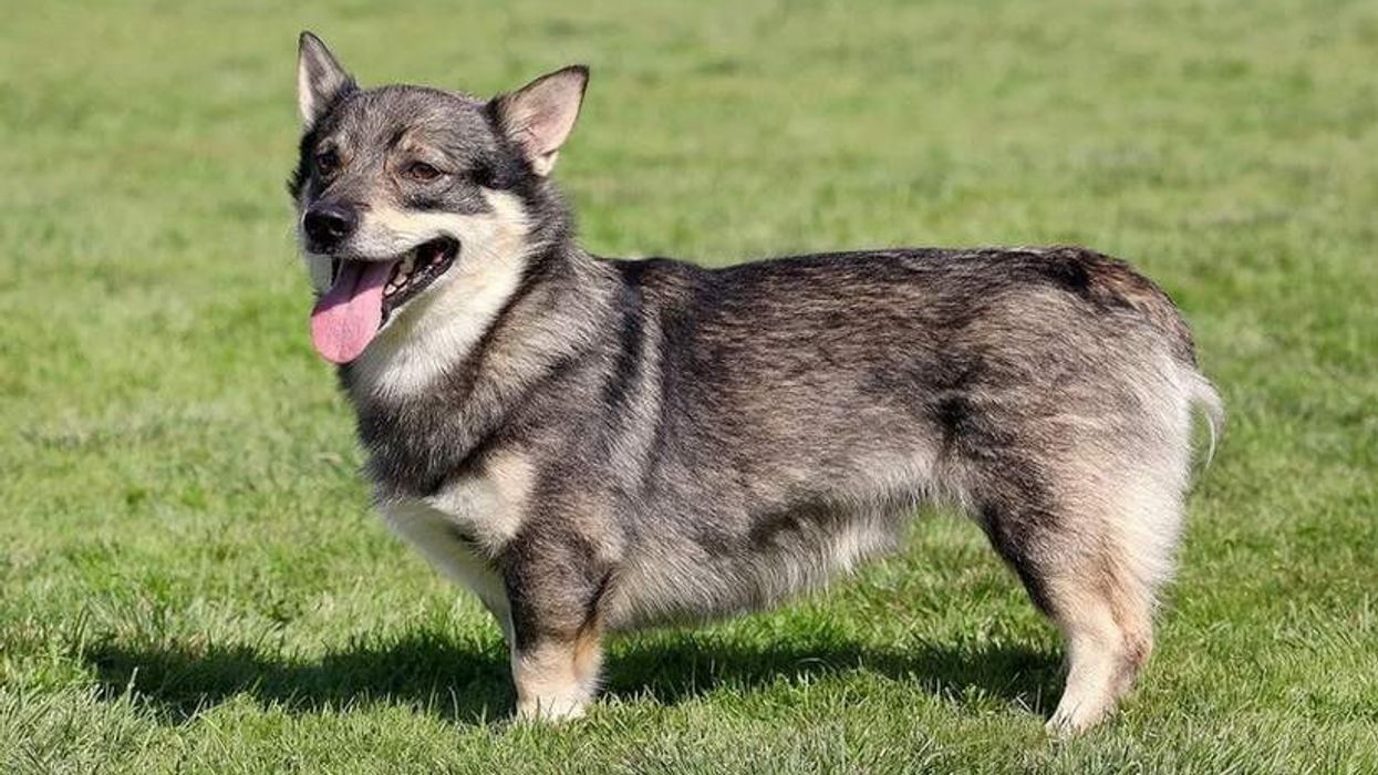 Swedish Vallhund facts about the popular dog breed