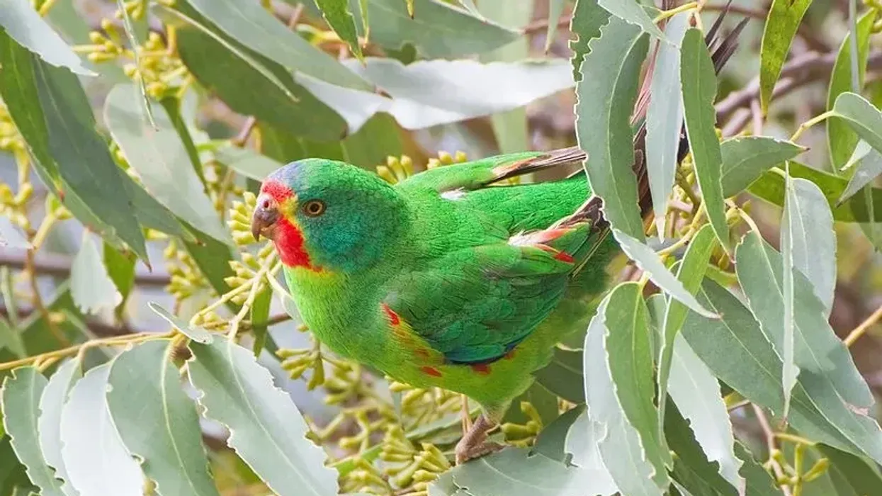 Swift parrot facts that you will enjoy.