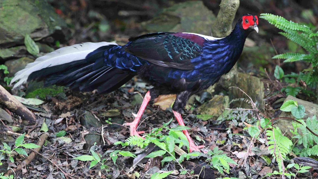 Swinhoe's pheasant facts you have never read!