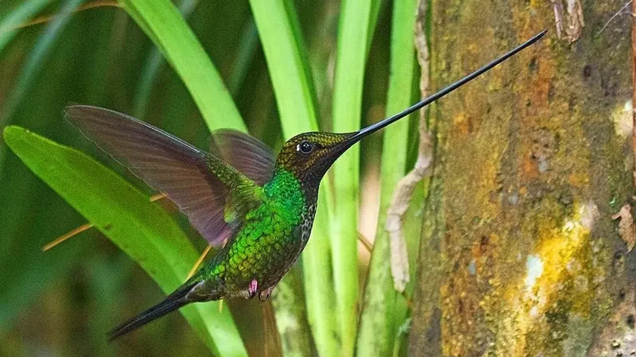 Sword-billed hummingbird facts about the bird species present in the Andes from Venezuela to Bolivia.