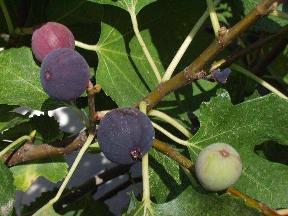 Sycamore Fig Tree Facts Habitat, Appearance, And Other Details Kidadl