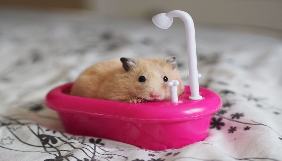 Syrian Hamster Sits In A Pink Toy Bath.
