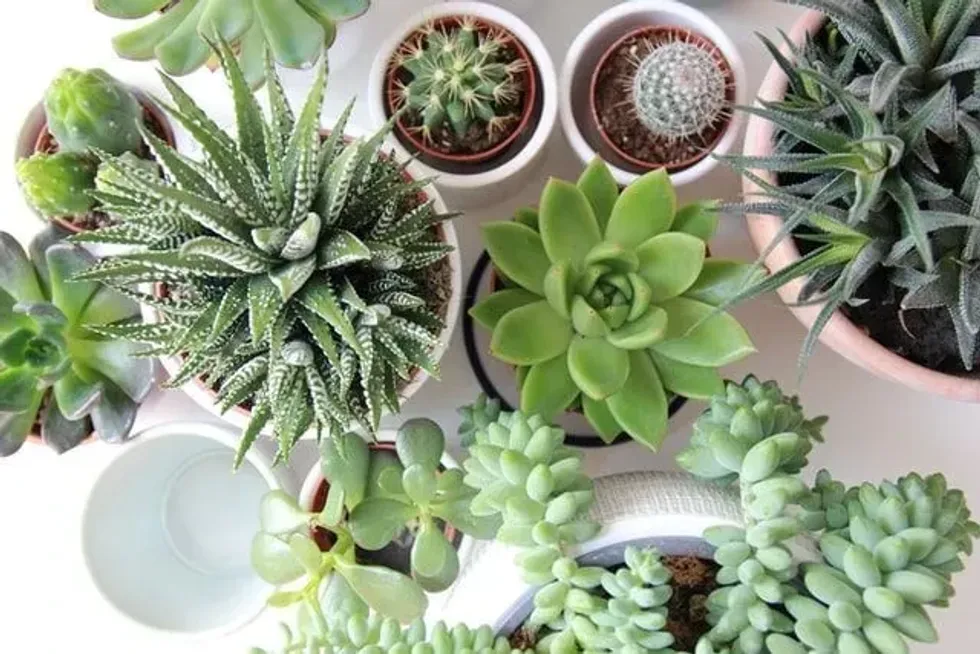 Table top shot of assorted cacti and succulents