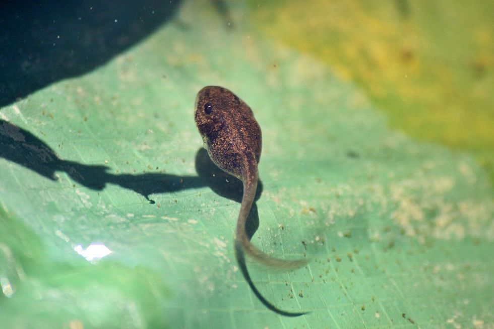Tadpole in pond.
