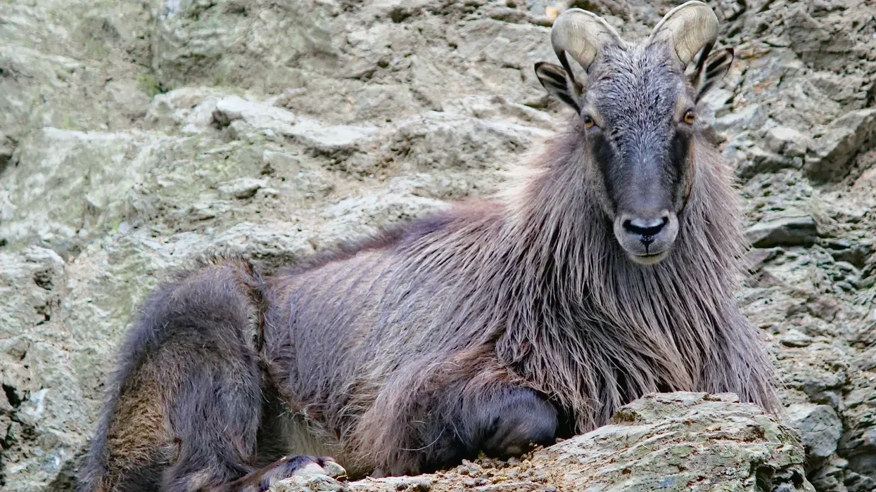 Tahr facts are interesting to read with family.