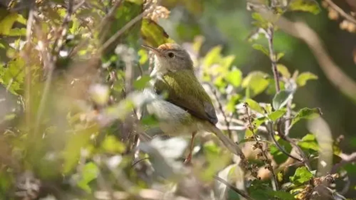 Tailorbird facts about the bird's diet, habitat, and other characteristics.