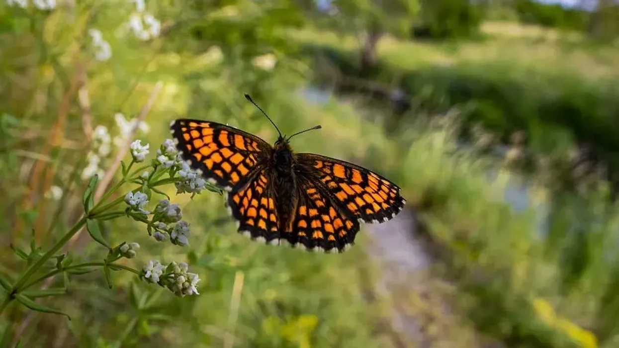 Take a look at the following heath fritillary facts.