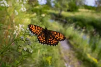 Take a look at the following heath fritillary facts.