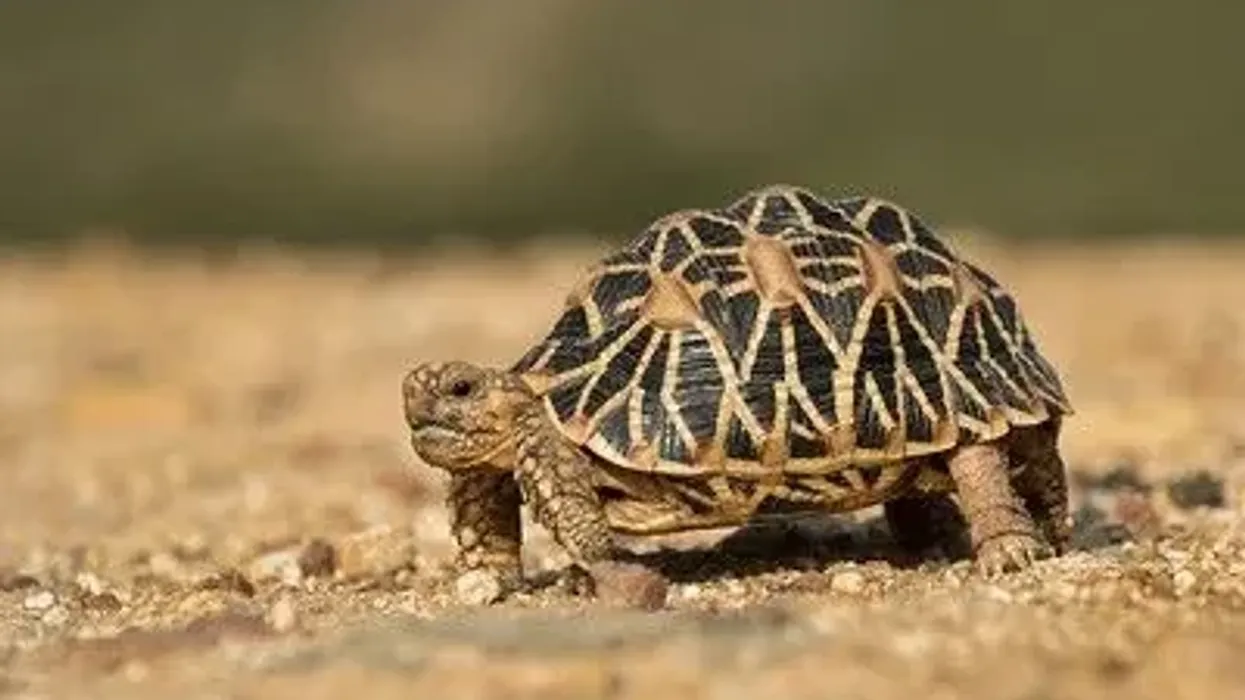 Take a look at the life of the most colorful tortoise around with these Indian star tortoise facts!
