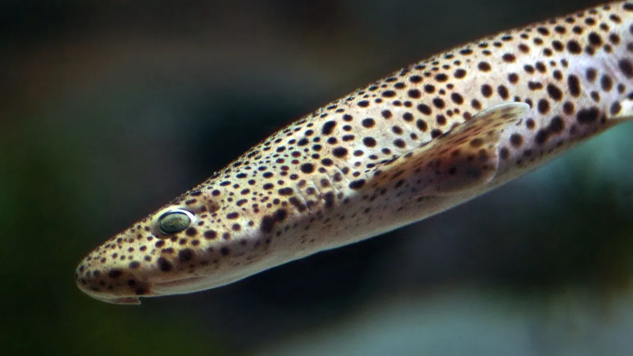 Take a look at these incredible nursehound facts.