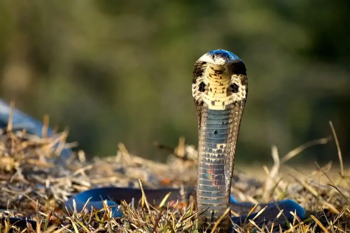 Take a look at this article about the monocled cobra facts.