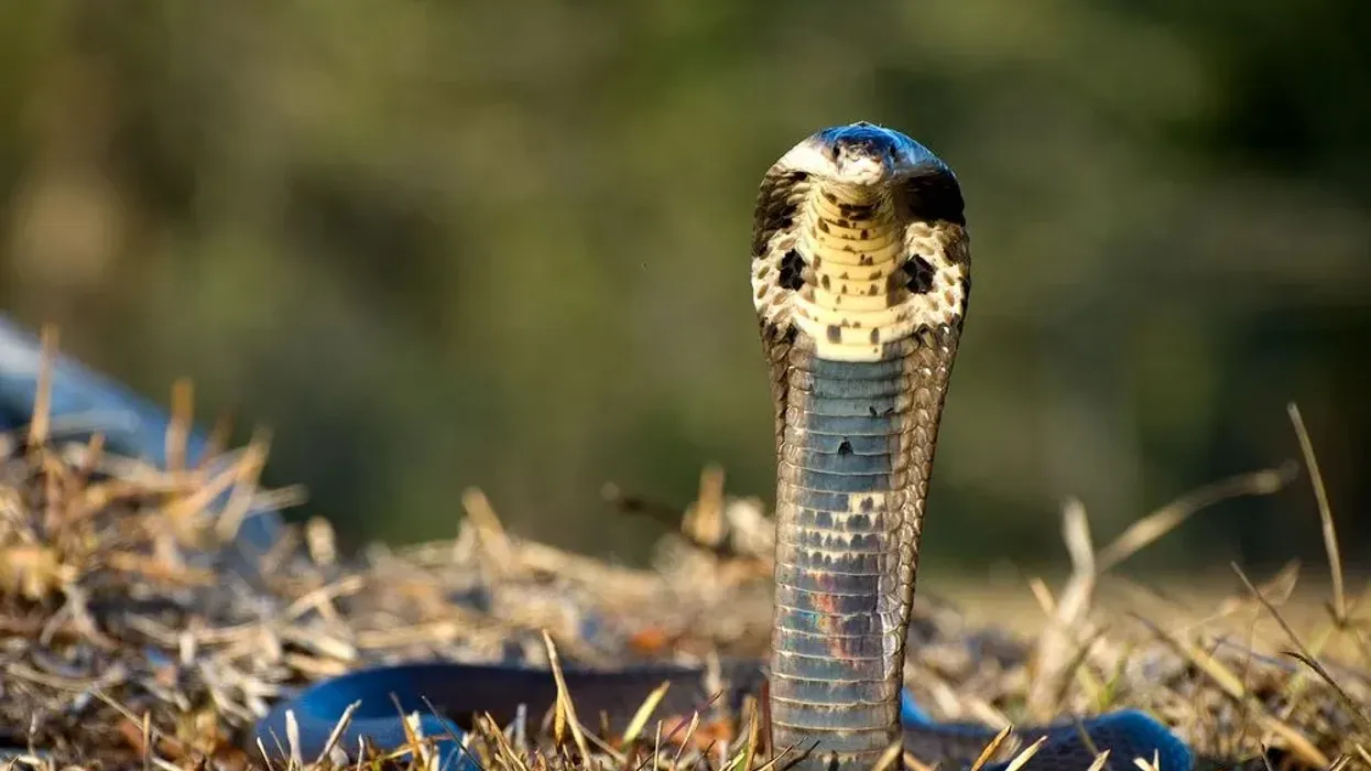 Take a look at this article about the monocled cobra facts.