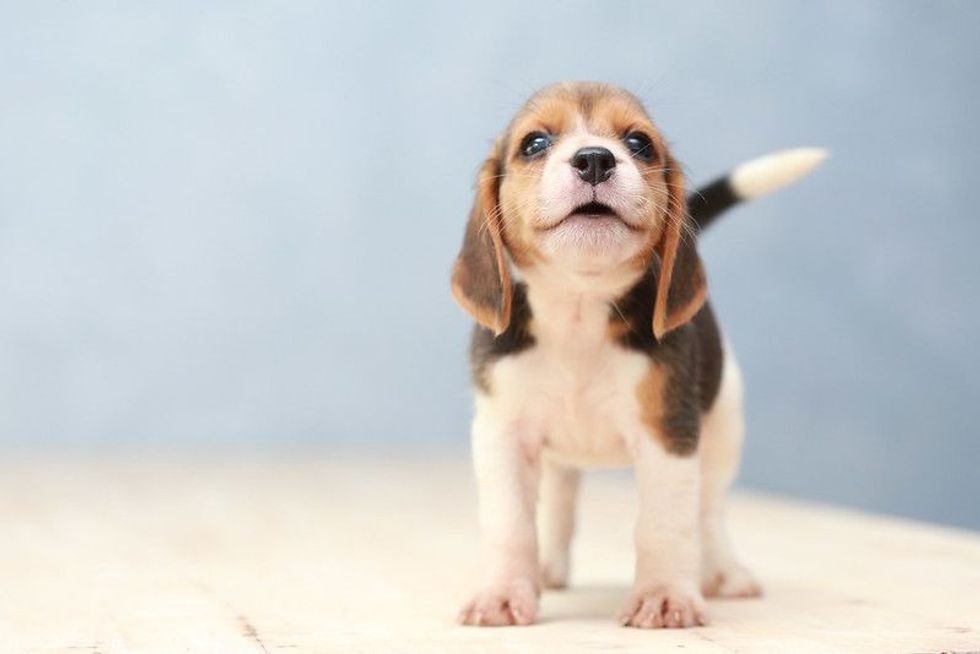 Take a walk with your beagle pup on this National Beagle day.