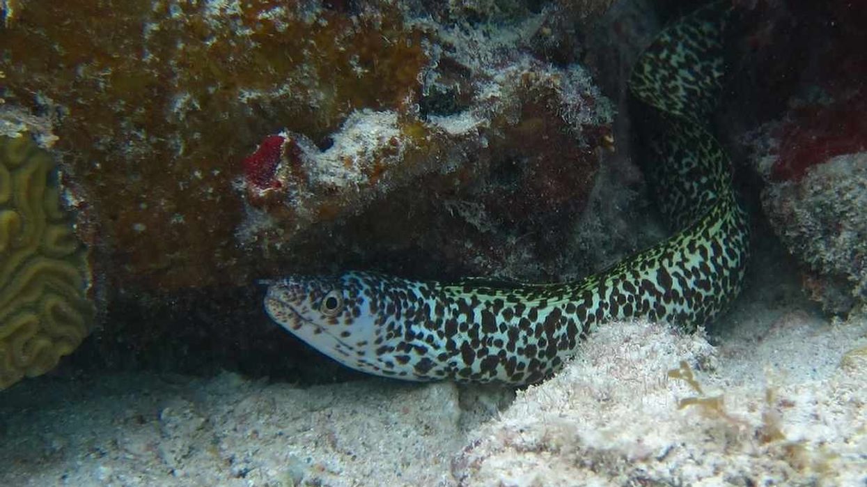 Take these enthralling spotted moray eel facts home for your family.