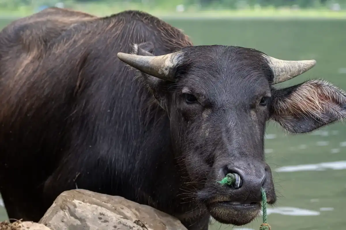 Tamaraw facts in this article are sure to surprise you!