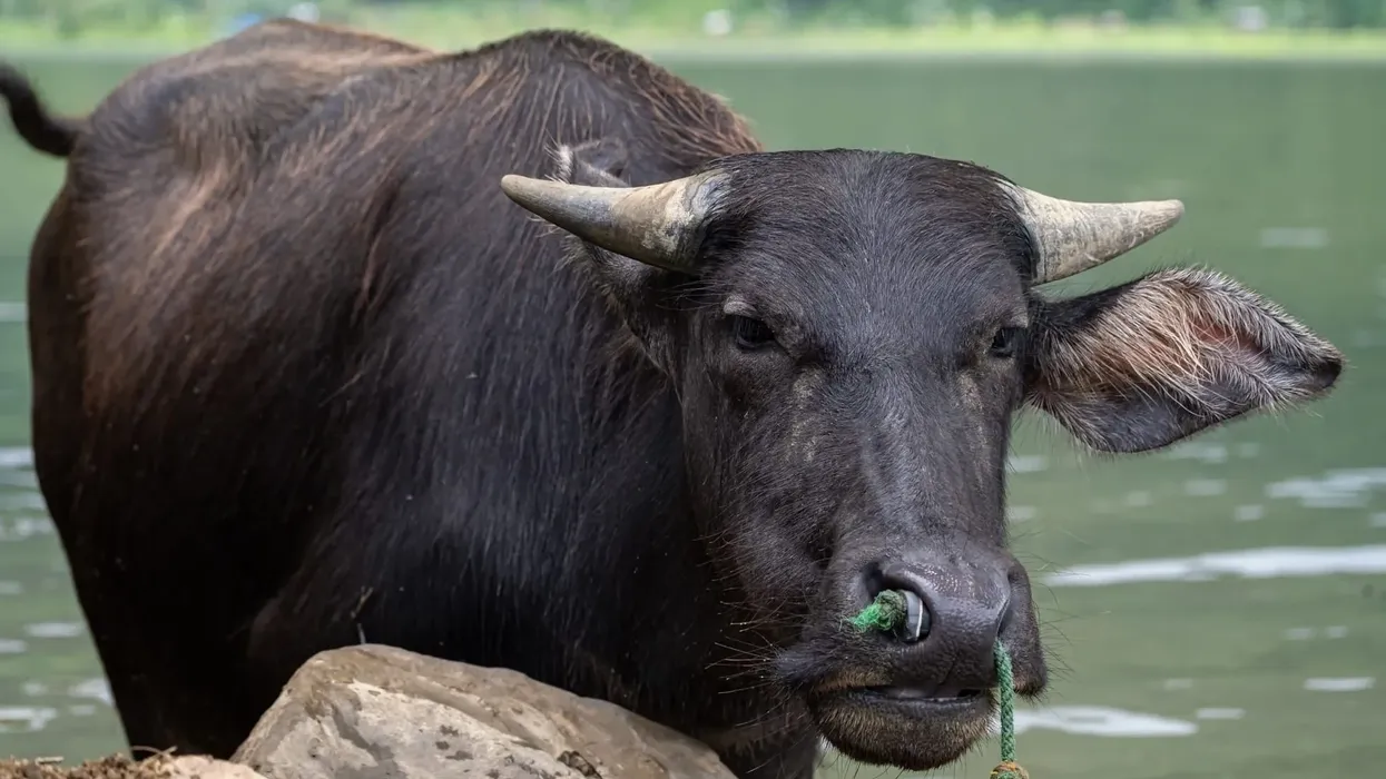 Tamaraw facts in this article are sure to surprise you!