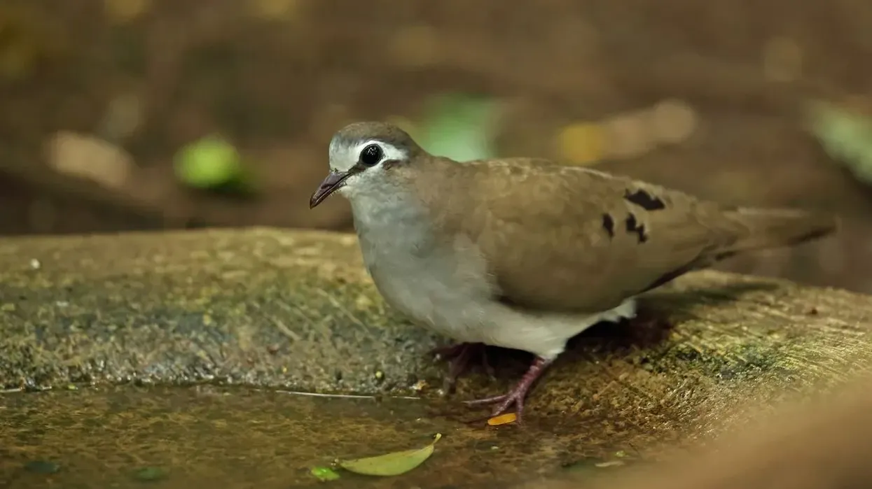 Tambourine dove facts are as interesting as the bird itself