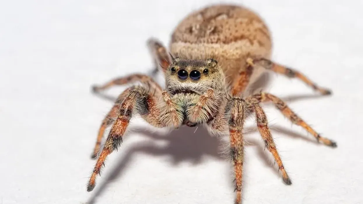 Tan jumping spider facts about the spiders that look directly at you.