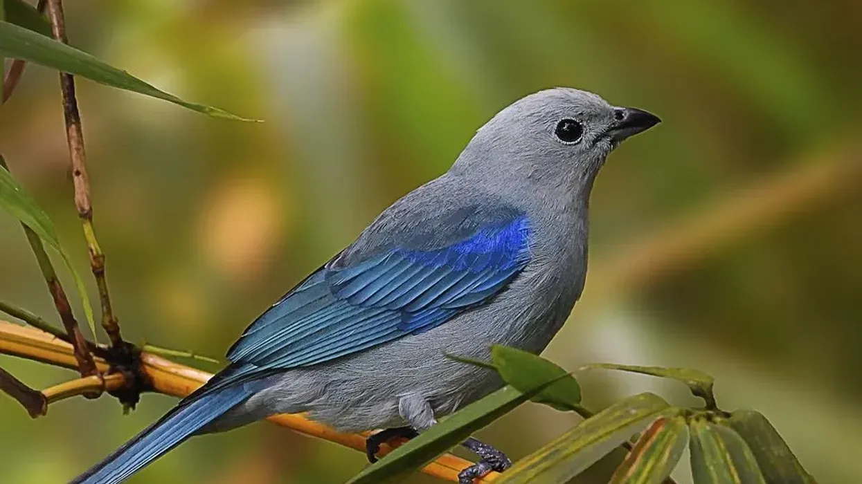 Tanager facts about its bright-colored plumage, forest habitat, and other characteristics.