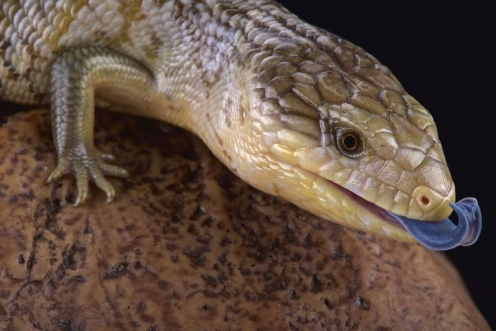 Tanimbar blue tongue skink